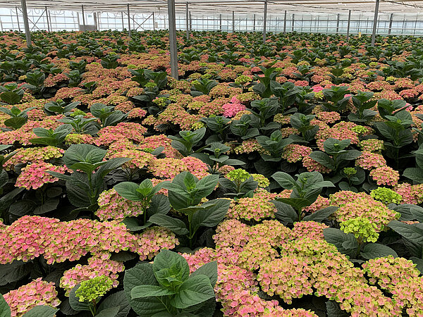 Coral im Beet 5