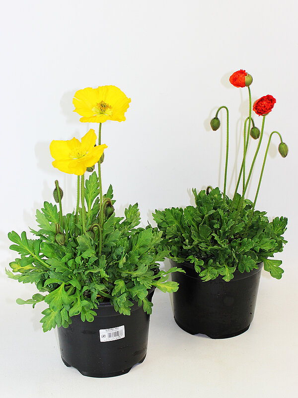 Papaver im 3L Topf