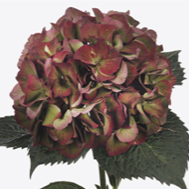 Sweet Ruby durchgeblühtem Zustand